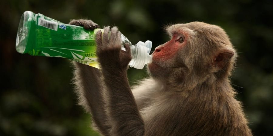 Коронавирусний вакцин тариулсан сармагчнуудаас халдвар илрээгүй байна